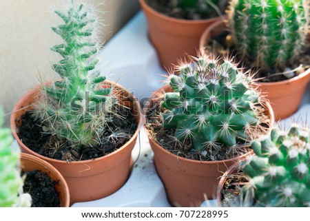 Selective focus of cactus.