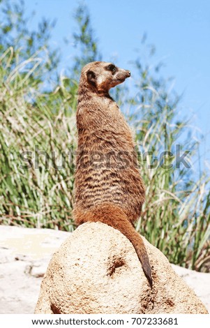 A suricate watch over the den