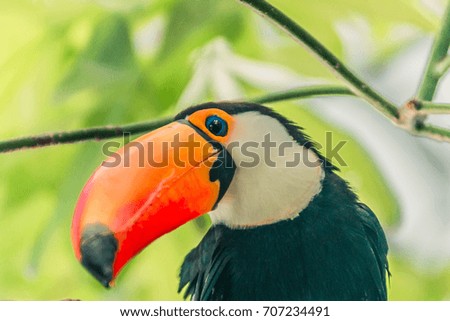 Toucan Sitting on Branch in the Forest