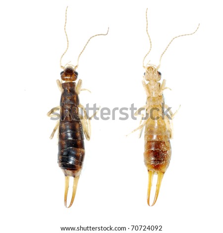 insect striped earwig isolated isolated on white