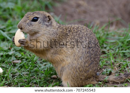  ground squirrel grazing and lurking in the grass