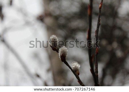 Beautiful nature shot of three blooming flowers/buds with detailed water droplets on them with a blurred background of the forest and trees.