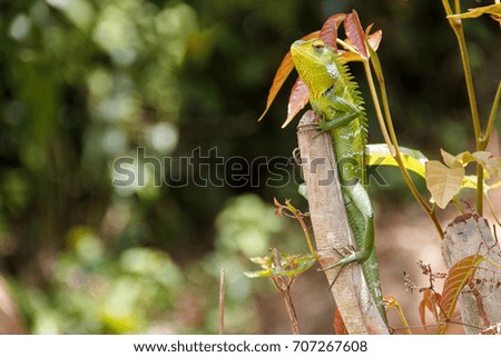 Green lizard sitting on the stick, blurred background, Sinharaja rain forest reserve, Sri Lanka
