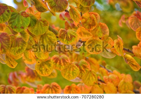 Tender leaves of cercis.  Royalty-Free Stock Photo #707280280