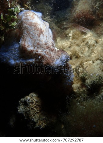 Octopus in the Harbor, Stock Island Marina, Key West Florida, Florida Keys