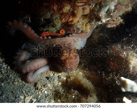Octopus in the Harbor, Stock Island Marina, Key West Florida, Florida Keys