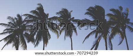Palm tree panorama vintage background