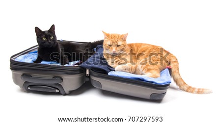Black and ginger cats in a packed up suitcase, ready for travel; on white background