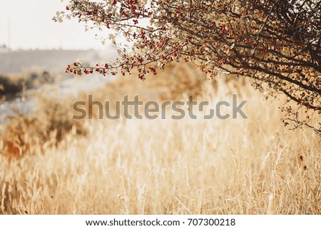 Autumn Landscape with hawthorn