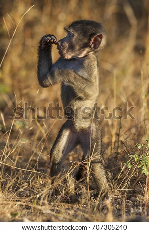 Baby baboon, Africa