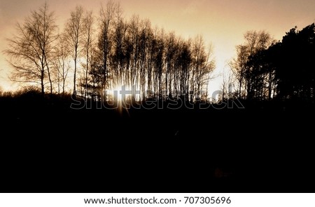 Black and white horror landscape/ This is a sunset behind dark trees.