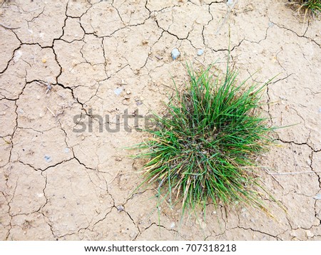 Young plant growing up on crack earth, Global warming theme green grass rising on burned cracked ground. As background for your art design