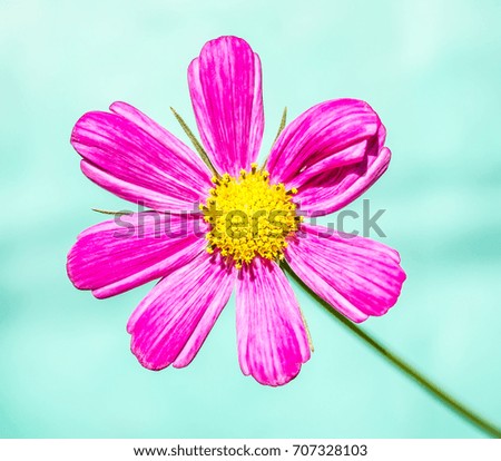 Pink daisy on a green background
