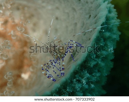 Spotted Cleaner Shrimp Hiding in a Teal Vase Sponge with a Cork Screw Anemone, Key West Florida, Florida Keys