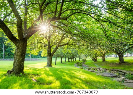 Summer time in Hurd Park, Dover, New Jersey with green cherry trees. Same cherry trees, in full pink blossom, can be found by searching for photo ID: 630092342 Royalty-Free Stock Photo #707340079