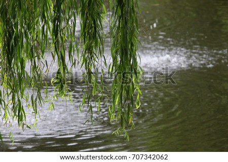 Weeping Willow  Branches over Water - Photograph of some Weeping Willow branches with green leaves over a pond with a water fountain.  Selective focus on the leaves in the center of the image.