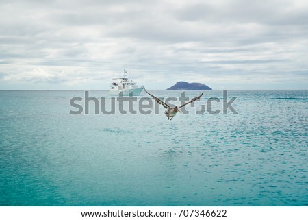 Brown Pelican Flying. Crossing Pelican Silhouette Above Blue Ocean.Galapagos Blue Sky. Pelican Sea Bird. Isolated Wallpaper, Pelican Background. Boat Tropical Landscape. Seaside Ocean Paradise. Summer