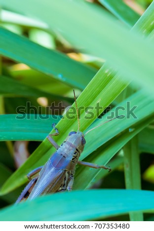 grasshopper top view