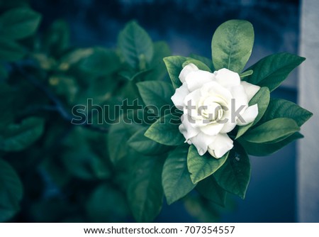 beautiful with flower and green leaves background