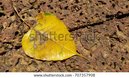 Golden Bo leaf is agent of Buddha is belived of Buddhism