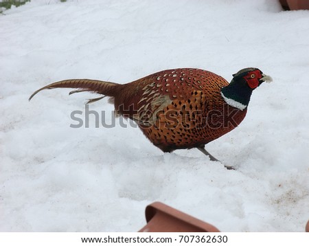 Pheasant in snow Ireland 