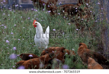 A picture of a white chicken among a group of brown chickens