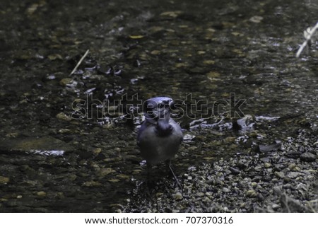 Blue Jay in the Creek Bed
