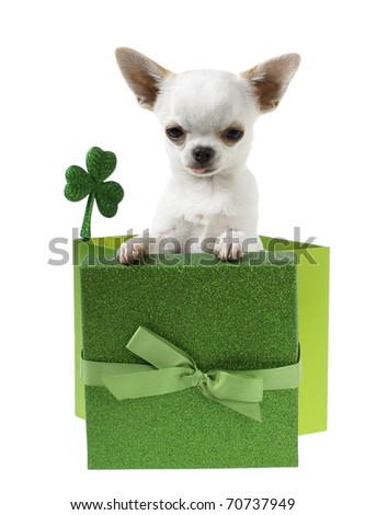 Tiny white chihuahua puppy Inside a green Gift Box with Bow and a green three leaf clover,  Isolated on white