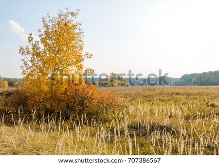 autumn, fall, leaf fall, fall of the leaf. the third season of the year, when crops and fruits are gathered and leaves fall