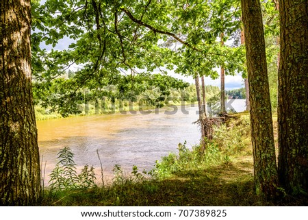 oak tree branches over summer river deep in forest. view between tree trunks to the water