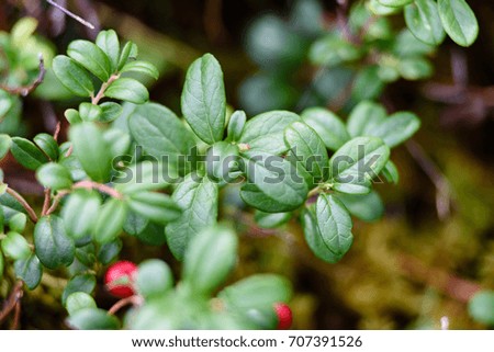 Ripe red lingonberry, partridgeberry, or cowberry grows in pine forest with white moss background