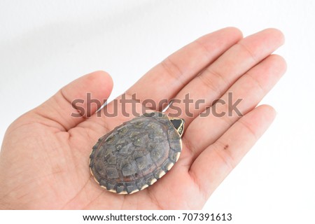 Turtle balls resting on palm To be released to the river or the sea.