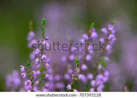 forest heather flowers and blossoms in spring blooming in natural environment. blur background
