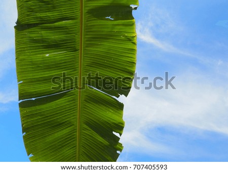 Green banana leaf and blue sky for background. Nature concept.