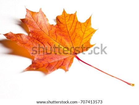 Texture, pattern, background. Autumn maple leaves. On a white background, there is a place for designer labels