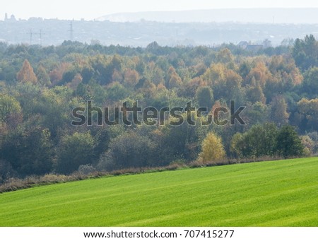 Autumn, winter wheat, winter grains, red yellow beautiful trees, bright green winter crops