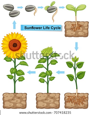Life cycle of sunflower plant illustration