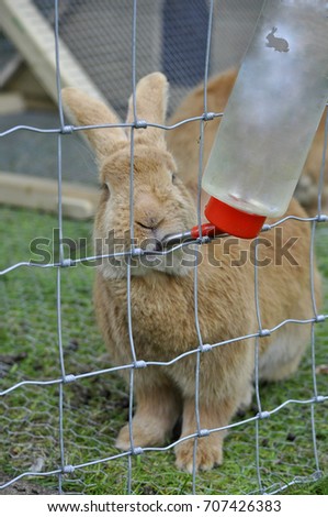 a beautiful brown rabbit drinking water from a bottle in green lawn  