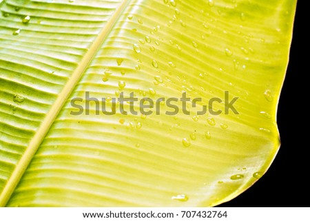 The background of the banana with lines and drops of water.