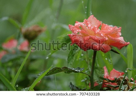 red and yellow rose and raindrops, dripping shape, drops like jewel