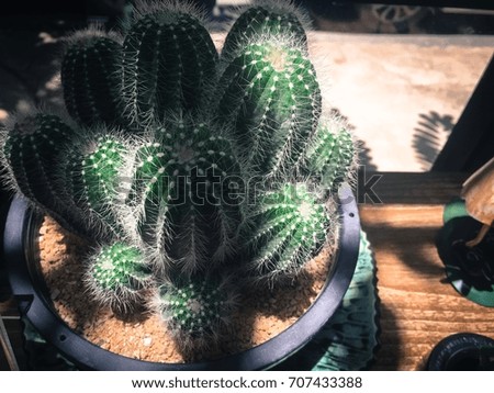 Beautiful cactus in fresh day on pot with sunshine
