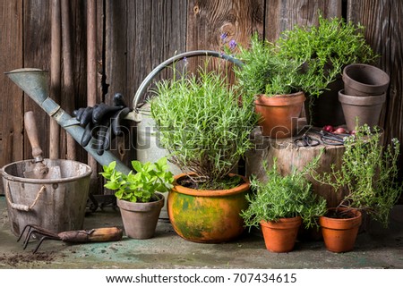 Homegrown and aromatic herbs in old clay pots Royalty-Free Stock Photo #707434615