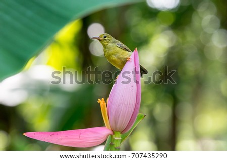 Brown-throated Sunbird or Plain-throated Sunbird on Flowering banana with green blur background