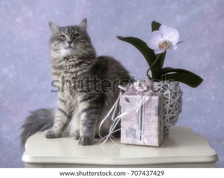 Kitty and gifts