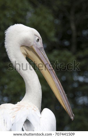 Closeup picture of a pelican