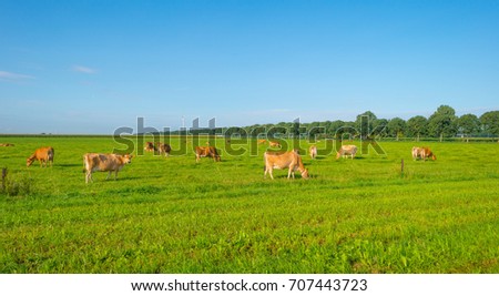 Cows in a green meadow in sunlight in summer