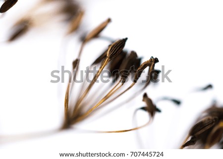 dried fennel seeds on a white background,dill closeup with blurred background