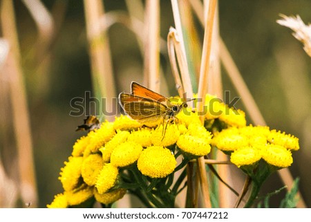 Beautiful yellow flower and little butterfly on it