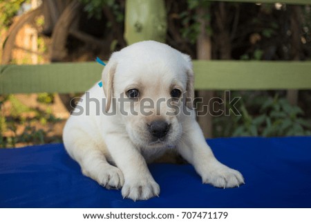 Close up picture of cute one month labrador puppy on blue table  