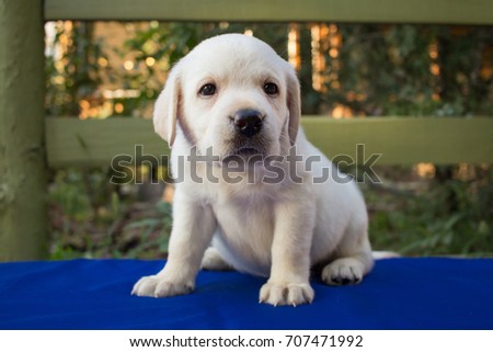 Close up picture of cute one month labrador puppy on blue table 